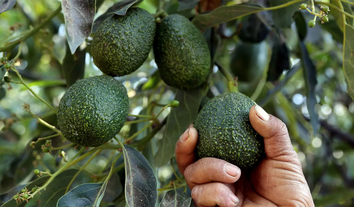 US suspends avocado imports from Mexico after threat to US inspector